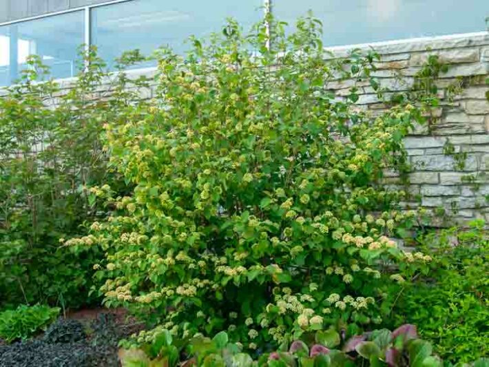 Viburnum Mary Milton, Mary Milton Japanese Snowball