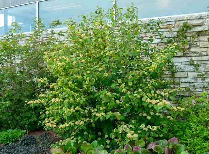 Viburnum Mary Milton, Mary Milton Japanese Snowball