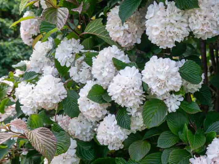 Viburnum Mary Milton, Mary Milton Japanese Snowball