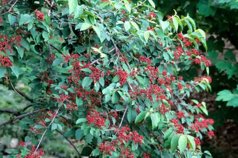 Viburnum plicatum tomentosum Mariesii, Mariesii Doublefile Viburnum