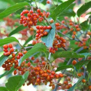 Viburnum setigerum, tea viburnum