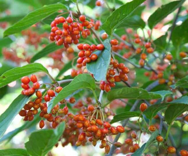 Viburnum setigerum, tea viburnum