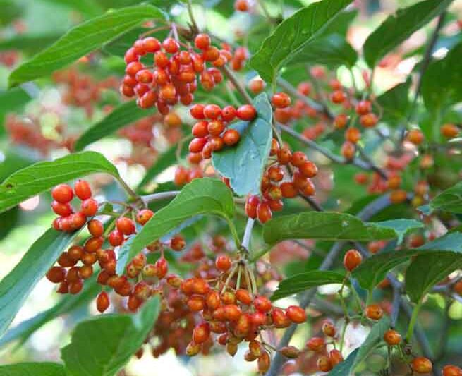 Viburnum setigerum, tea viburnum