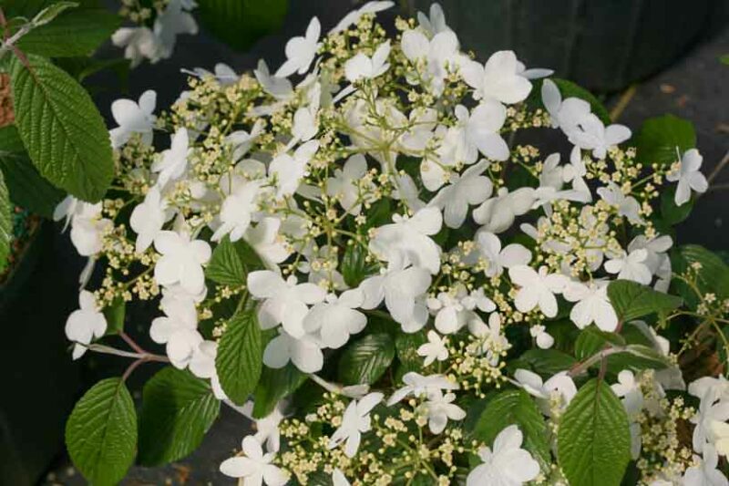 Viburnum plicatum Wabi-Sabi, Wabi-Sabi Doublefile Viburnum