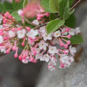 viburnum x juddii, Judd Viburnum