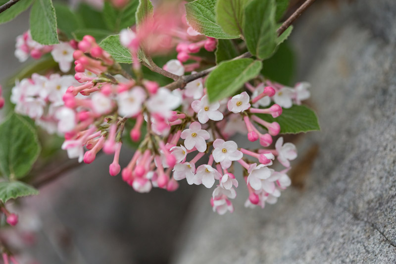 viburnum x juddii, Judd Viburnum