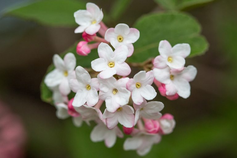 Viburnum x juddii (Judd Viburnum)