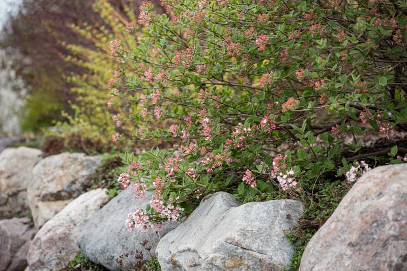 viburnum x juddii, Judd Viburnum