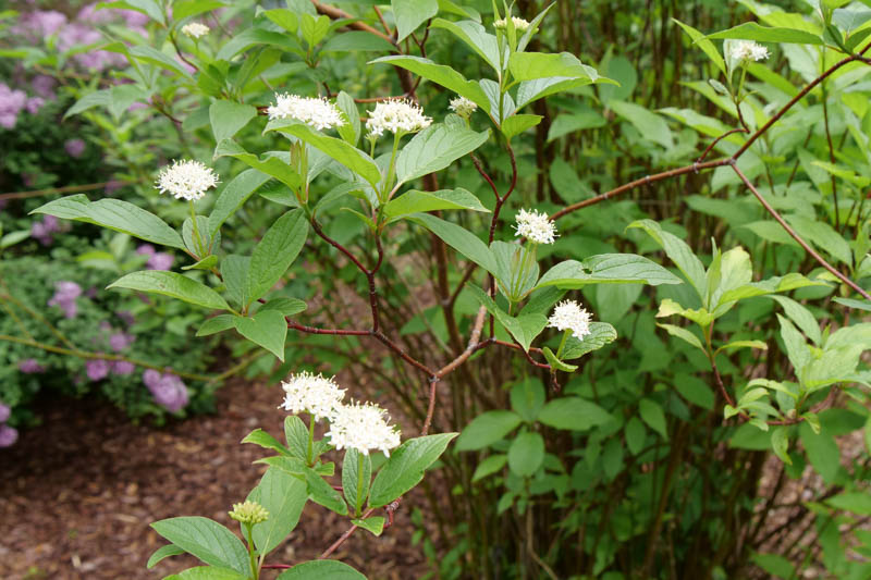 Cornus Sericea Arctic Fire, Arctic Fire Redtwig Dogwood, Dogwood, Cornus 'Kelsey Dwarf', Cornus sericea 'Farrow', Cornus stolonifera 'Farrow', Red Twigs, Red Stems