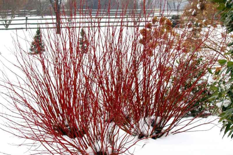 Cornus Sericea Arctic Fire, Arctic Fire Redtwig Dogwood, Dogwood, Cornus 'Kelsey Dwarf', Cornus sericea 'Farrow', Cornus stolonifera 'Farrow', Red Twigs, Red Stems