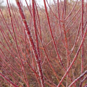 Cornus Sericea Arctic Fire, Arctic Fire Redtwig Dogwood, Dogwood, Cornus 'Kelsey Dwarf', Cornus sericea 'Farrow', Cornus stolonifera 'Farrow', Red Twigs, Red Stems