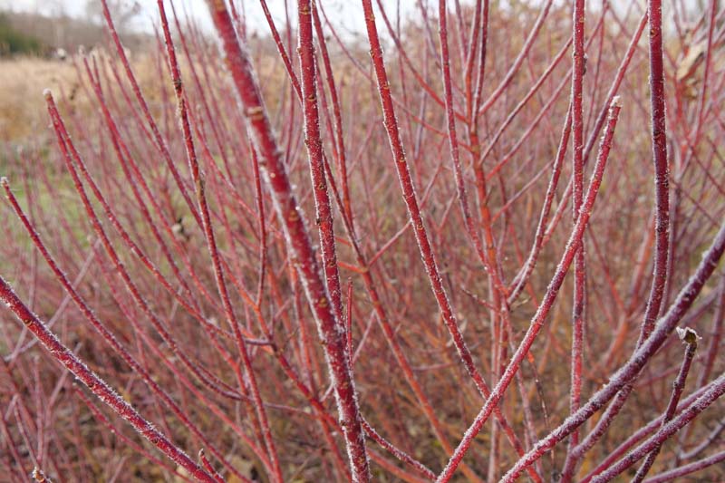 Cornus Sericea Arctic Fire, Arctic Fire Redtwig Dogwood, Dogwood, Cornus 'Kelsey Dwarf', Cornus sericea 'Farrow', Cornus stolonifera 'Farrow', Red Twigs, Red Stems