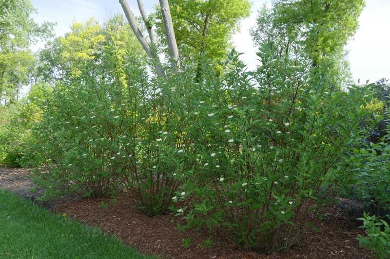 Cornus Sericea Arctic Fire, Arctic Fire Redtwig Dogwood, Dogwood, Cornus 'Kelsey Dwarf', Cornus sericea 'Farrow', Cornus stolonifera 'Farrow', Red Twigs, Red Stems