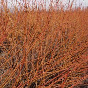 ornus Sanguinea Arctic Sun, Arctic Sun Bloodtwig Dogwood , Arctic Sun European Dogwood , Arctic Sun Dogwood, Deciduous Shrubs, Foliage, Fall color, Winter color, Red bark, Orange Bark