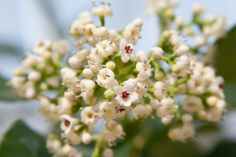 Viburnum Handome Devil, Handsome Devil Viburnum