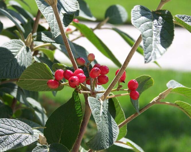 Viburnum lantana Mohican , Mohican wayfaring tree, Mohican Viburnum, Mohican cotton tree, Mohican coven tree, Mohican lithy tree, Mohican mealy tree, Mohican twistwood