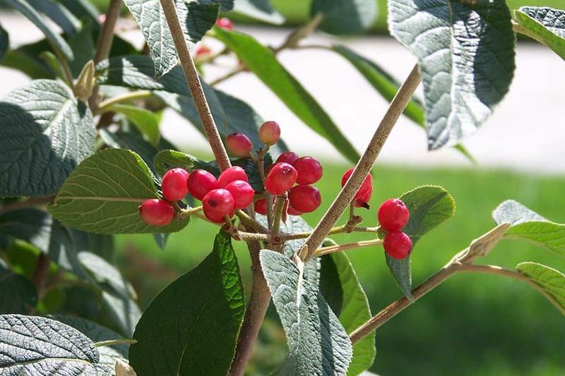 Viburnum lantana Mohican , Mohican wayfaring tree, Mohican Viburnum, Mohican cotton tree, Mohican coven tree, Mohican lithy tree, Mohican mealy tree, Mohican twistwood