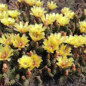 opuntia fragilis, Brittle Prickly Pear, Fragile Prickly Pear, Pygmy Prickly Pear, Brittle Cactus