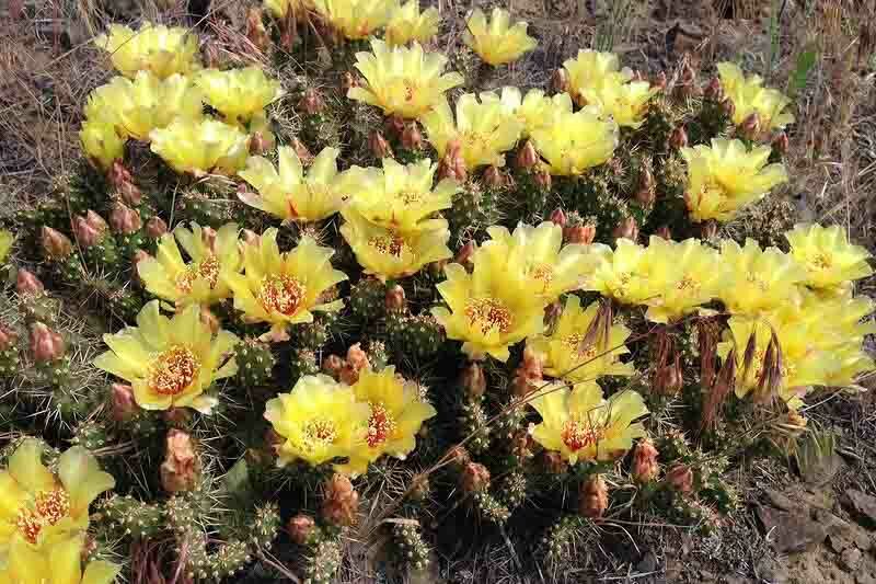 opuntia fragilis, Brittle Prickly Pear, Fragile Prickly Pear, Pygmy Prickly Pear, Brittle Cactus