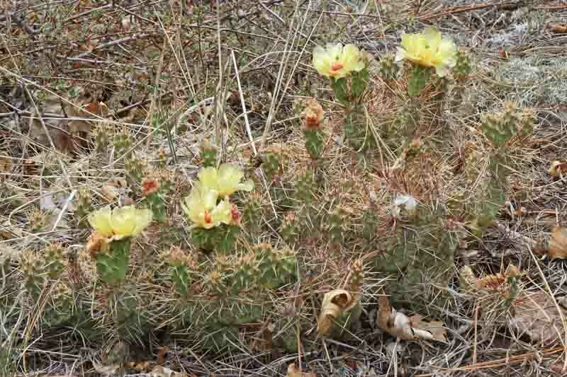 opuntia fragilis, Brittle Prickly Pear, Fragile Prickly Pear, Pygmy Prickly Pear, Brittle Cactus