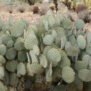 Opuntia rufida, Blind Prickly Pear