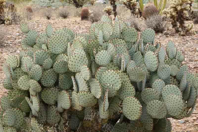 Opuntia rufida, Blind Prickly Pear