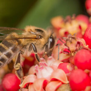 Killer Bee, Africanized Bee