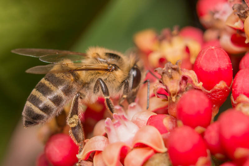 Killer Bee, Africanized Bee