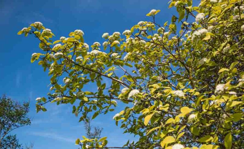 viburnum lantana aureum, Aureum wayfaring Tree