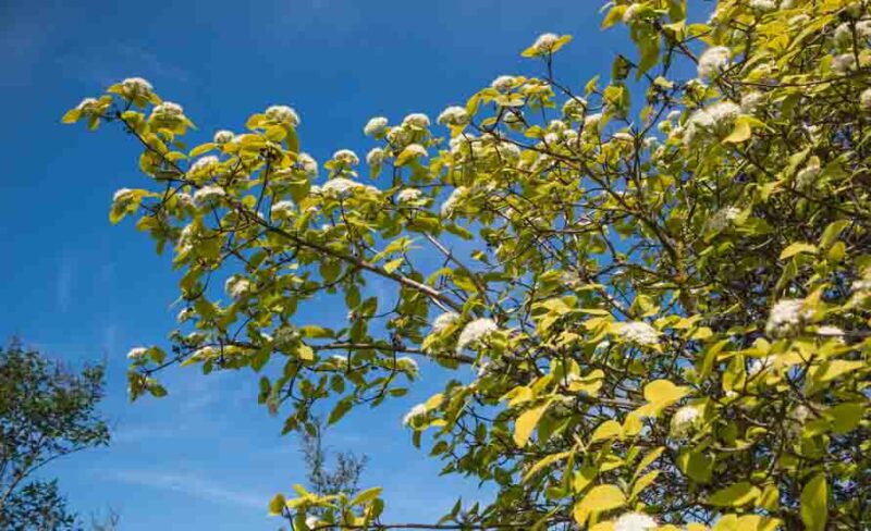 viburnum lantana aureum, Aureum wayfaring Tree