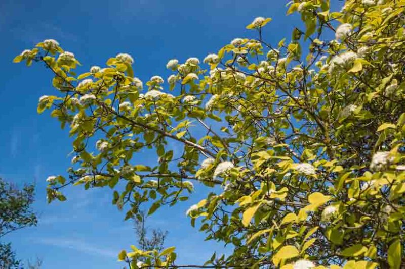 viburnum lantana aureum, Aureum wayfaring Tree
