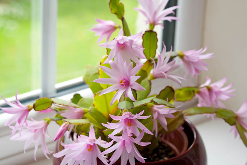 Easter cactus, Rhipsalidopsis gaertneri