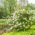 Viburnum, Snowball Viburnum, Viburnum carlesii