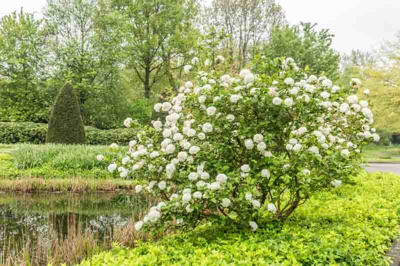 Viburnum, Snowball Viburnum, Viburnum carlesii