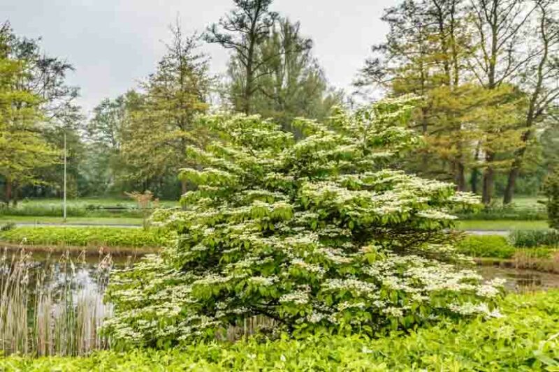 Viburnum plicatum tomentosum Mariesii, Mariesii Doublefile Viburnum