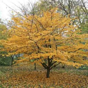 Parrotia persica, Persian Ironwood