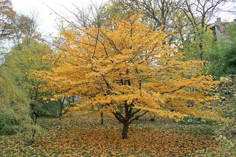 Parrotia persica, Persian Ironwood