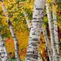 Paper Birch, Betula papyrifera