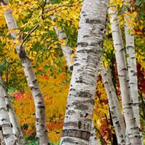 Paper Birch, Betula papyrifera