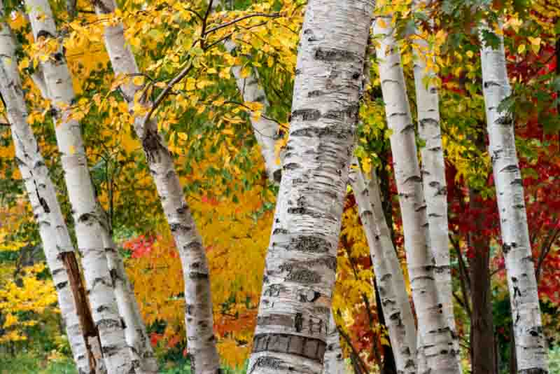 Paper Birch, Betula papyrifera