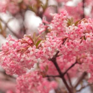 Viburnum farreri, Farrer Viburnum