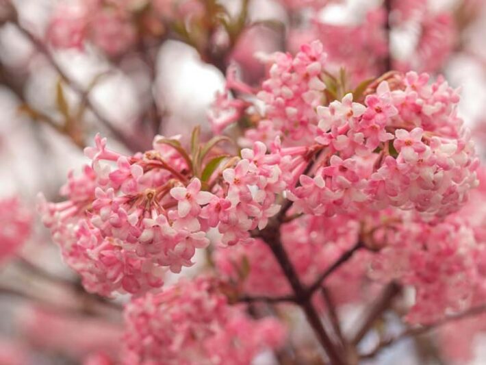 Viburnum farreri, Farrer Viburnum