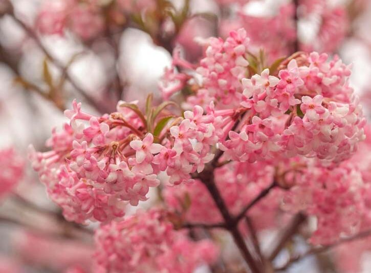 Viburnum farreri, Farrer Viburnum