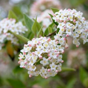 Burkwood viburnum, Viburnum burkwoodii