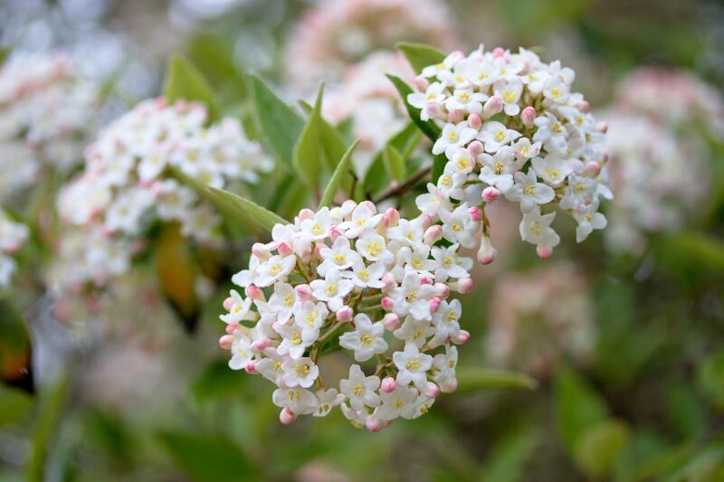 Burkwood viburnum, Viburnum burkwoodii