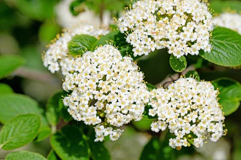 Viburnum lantana, wayfaring tree, cotton tree, coven tree, lithy tree, mealy tree, the cottoner, twistwood