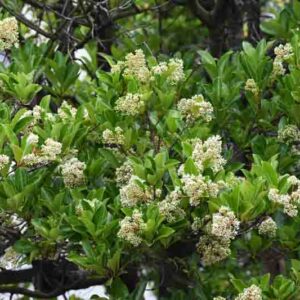 Sweet Viburnum, Viburnum odoratissimum