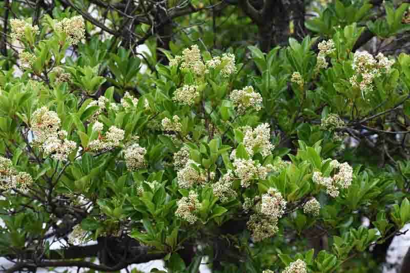 Sweet Viburnum, Viburnum odoratissimum