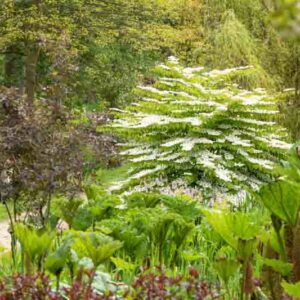 Viburnum Plicatum, Doublefile Viburnum