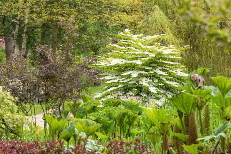 Viburnum Plicatum, Doublefile Viburnum